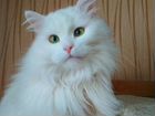 Белая молодая кошка (стерилизованная)