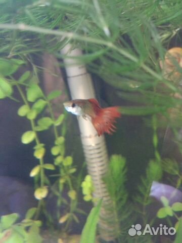 Гуппи отдам