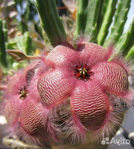 Кактус цветет фото название Стапелия(Stapelia) купить в Симферополе Товары для дома и дачи Авито