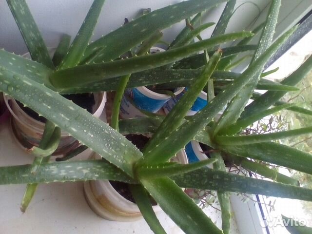 Алоэ вера барбадосское