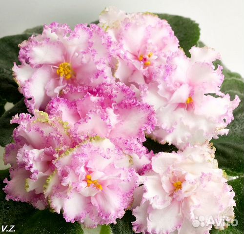 Детки сортовой Фиалки Фея Дадоян