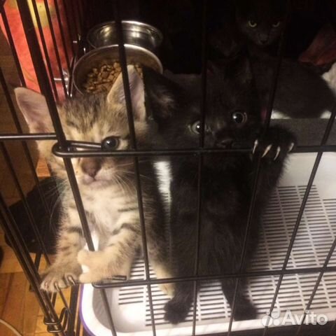 Детки в клетке, Котята и Котики