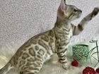Бенгальский котенок (минк) объявление продам