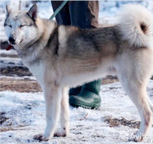 Мансийская западносибирская лайка. Зсл лайка. Восточносибирская лайка лайки. Лайки новосибирск. Сибирский хаски длинношерстный.