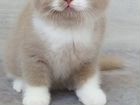 Чистокровные британские котята объявление продам