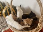 Котятки от сиамской кошечки