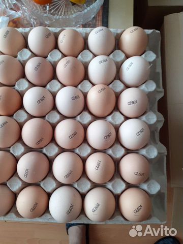 Цыплята бройлеры