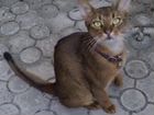 Абиссинский кот найден объявление продам