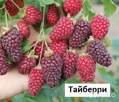 Ежевика безшипая сладкая (саженцы)