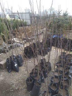 Саженцы яблони, груши, смородина, жимолость