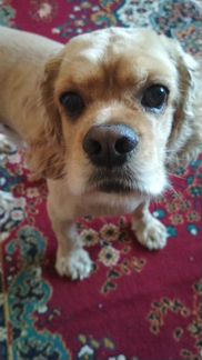 Вязка собаки