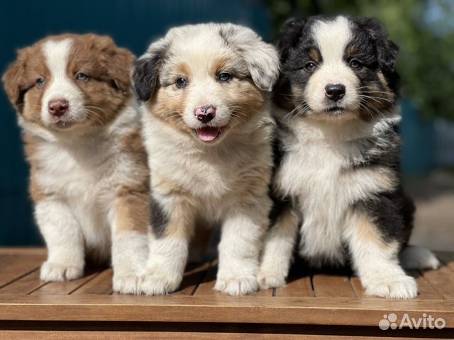 Австралийская овчарка аусси щенки