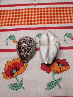 Раковины моллюска тигр. ракушки. Ц. за 2 шт