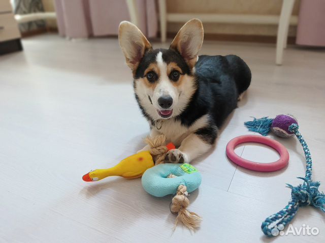 Передержка домашних животных.зооинженер,кинолог