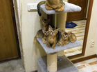 Абесинские котята объявление продам