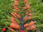 Картофель лук морковь объявление продам