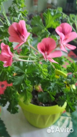 Пеларгонии: амп.Ангелы, звезчатые, королевские