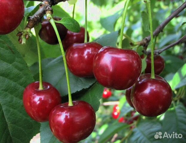 Саженцы вишни 