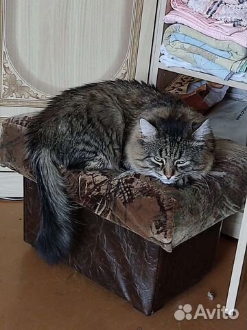 Ищу добрый дом