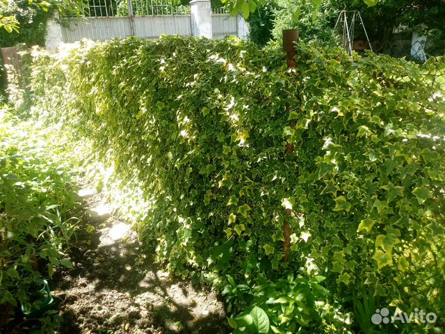 Плющ для заборов клумб