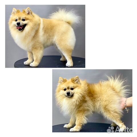 Стрижка Грумер Шпиц Йорк Мальтезе