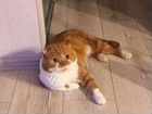 Шотландские котята окраса красный пятнистый объявление продам