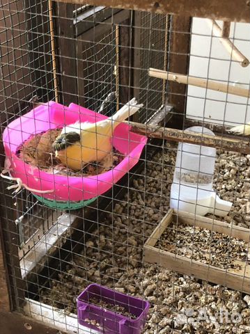 Продам канарееек глостер