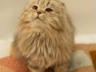 Девочка метис персидской кошки в добрые руки