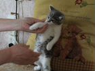 Кошечка Даша ждёт своих новых хозяев объявление продам