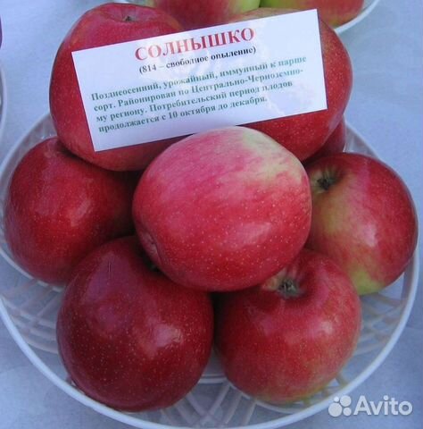 Яблоня Солнышко