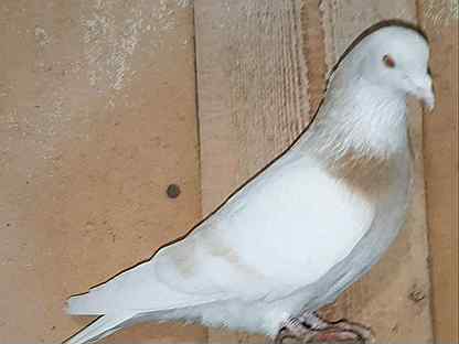 Бойные голуби Армении и Баку