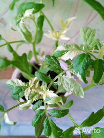 Вариегатный томат 9 сортов(семена)