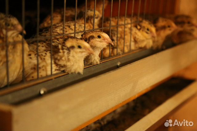 Перепела/перепелки/перепелиное яйцо/домашняя птица