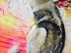 Аляскинский маламут самка объявление продам