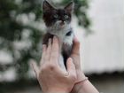 Котята в добрые руки объявление продам