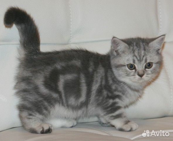 Как выглядит мраморная кошка