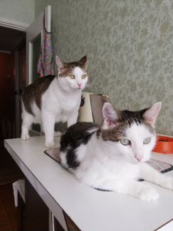 2 Барсика ищут Дом