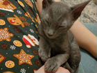Котёнок серенький корниш-рекс объявление продам