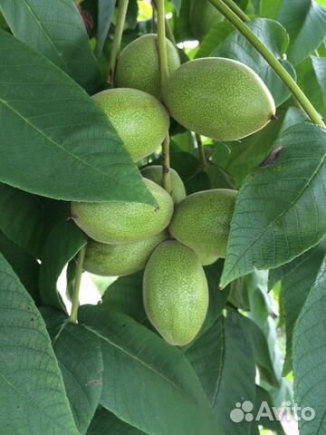 Саженцы - маньчжурский орех