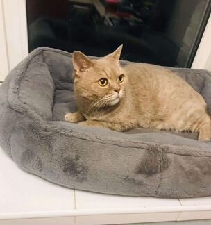 Палевая кошка британка в дар 1,5 года