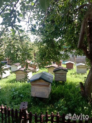 Ульи с пчелами-медоносами