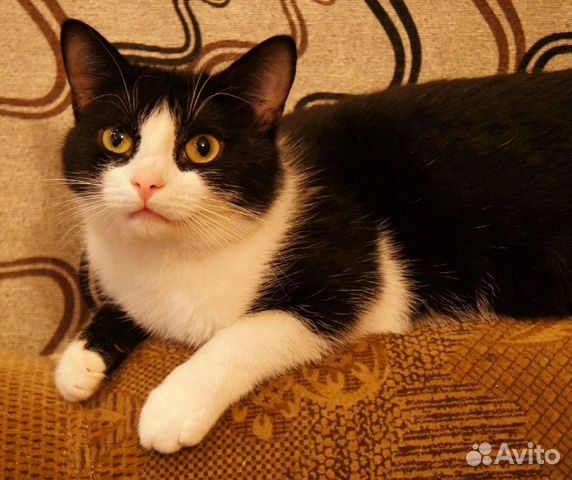 Котик Макс 1 год кастрирован