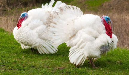 Европейское яйцо росс 308
