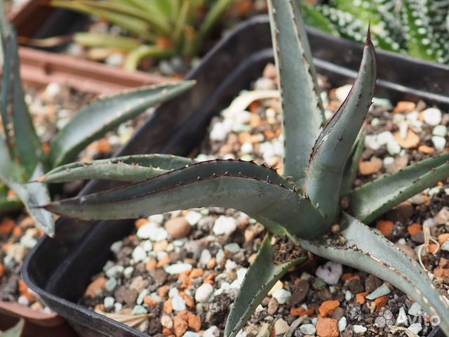 Агава нигра (Agave nigra), 10-12 см, суккулент