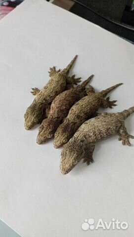 Бананоед Гигантский