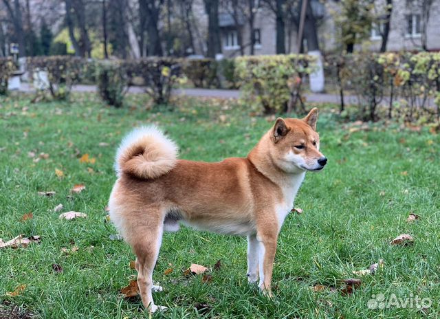 Сиба-Ину Вязка