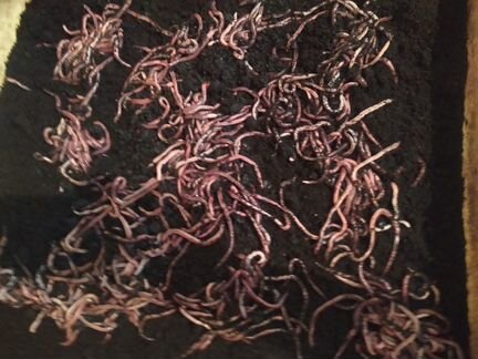 Черви Дендробена Винетта