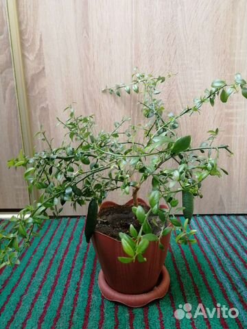 Комнатное растение. Микроцитрус австралазика