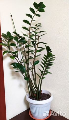 Замиокулькас высота 90 см (долларовое дерево)