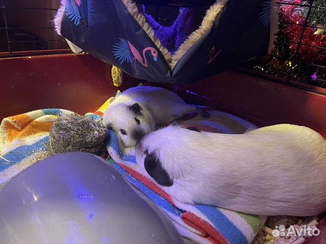 Морские свинки вязка